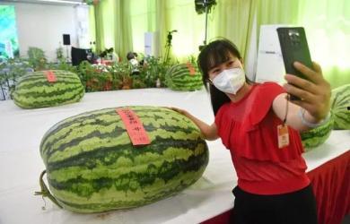 上海免费吃瓜群众,免费吃瓜群众，共享城市夏日清凉盛宴  第2张