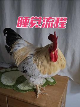 大公鸡视频在线观看  第2张
